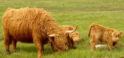 Rosa and Calves Grazing